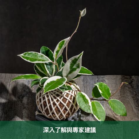 班蘭葉種植方法|班葉毬蘭養護指南 成為養植專家的秘訣 